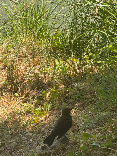 In a sun-dappled natural environment, likely near water as suggested by the lush vegetation, a small, dark-feathered bird stands on the ground. The bird is positioned in the lower right quadrant of the image, facing left. Its silhouette is clearly defined against the background, which consists of dry grass, green foliage, and tall reeds. The lighting suggests it is daytime, with bright sunlight casting shadows and highlighting different areas of the scene. The overall impression is one of a serene, natural habitat. The location in Coteaux du Lizon, France, if applicable, would contribute to a specific geographical context, hinting at the type of flora and fauna one might expect in that region.