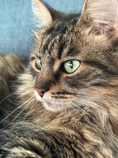 A close-up, eye-level, outdoor shot shows the left side of a domestic cat's face. The cat has green eyes and brown and black tabby markings on its fur. Its ears are pointed and its whiskers are long and white. The background is a blurry, light blue surface. The image appears to be taken with a shallow depth of field, with the cat's face in sharp focus and the background softly blurred. The lighting is bright and natural, casting a soft shadow on the cat's face.