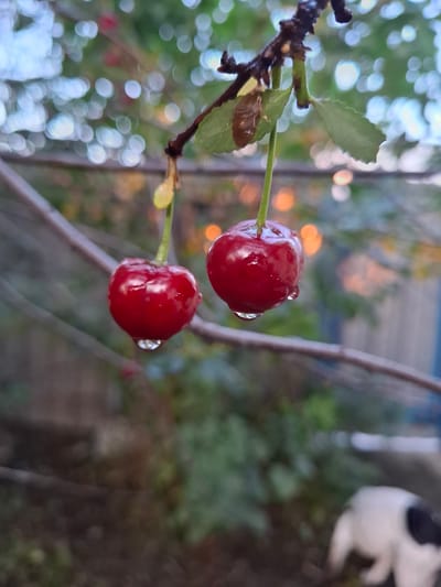 Two ripe cherries hang from a branch, glistening with water droplets. The cherries are a deep red and appear fresh. The branch is dark and thin, with a few green leaves. The background is softly blurred, showing a mix of green foliage and bokeh lights, suggesting an outdoor setting. In the lower right corner, a white and black dog can be partially seen, also out of focus. The overall impression is one of a natural, slightly damp environment. The location is identified as Bulayev City Akimat, Kazakhstan.
