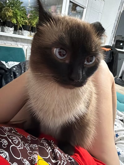 The image features a close-up, Dutch angle shot of a Siamese cat being held by a person. The cat's face is prominent, with striking blue eyes and dark facial markings characteristic of the breed. Its fur is light brown with darker points on its ears and face. The cat appears to be looking directly at the camera. The person's arm and shoulder are visible, supporting the cat. The person is wearing a red shirt with a brown pattern featuring white outlines of Mickey Mouse. The background is blurred, but suggests an indoor setting with hints of furniture, bedding with a star pattern, and possibly some greenery. The lighting appears to be natural, suggesting daytime. There is no visible text in the image. The overall mood is intimate and affectionate, highlighting the bond between the person and the cat. The location context of Ильчимбетово, Russia, is provided but not visually evident within the image itself.