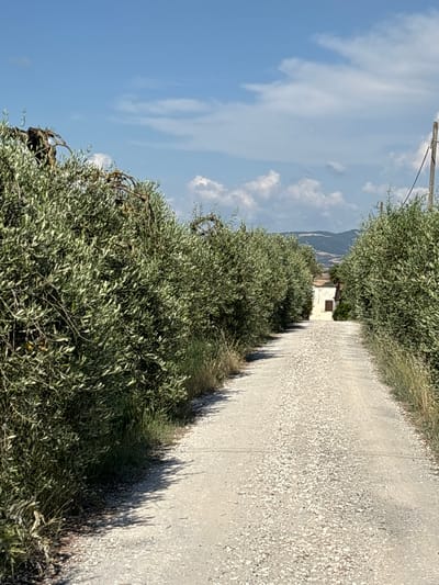 This is a photograph of a dirt road lined with olive trees in Lajatico, Italy. The road is made of gravel and sand and appears to be a rural path. The olive trees are dense and leafy, with some branches extending over the road. In the distance, a small building with a brown door is visible. The sky is blue with some scattered clouds. The overall impression is of a peaceful rural landscape.