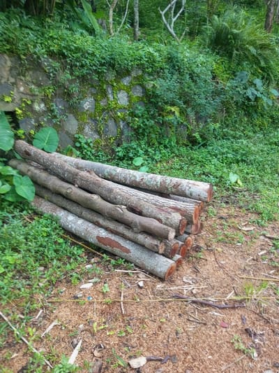The scene, located in Hasanparthy mandal, India, displays an outdoor environment dominated by natural elements. Approximately twelve cut logs, varying in diameter and length, are stacked horizontally in the foreground and midground. These logs exhibit greyish-brown bark, some with areas of reddish-brown exposed wood, and reveal reddish-brown cross-sections at their ends. The ground immediately surrounding the logs consists of reddish-brown soil mixed with wood chips, scattered green grass, and small plant sprouts. Several large green leaves are visible to the left of the log pile. In the background, a stone retaining wall, composed of irregular dark grey stones cemented together, is largely covered by dense green vegetation, including moss, vines, and ferns. Further beyond the wall, lush green foliage from shrubs and trees, along with some visible bare tree branches, completes the natural setting. No individuals or active interactions are present within the frame.