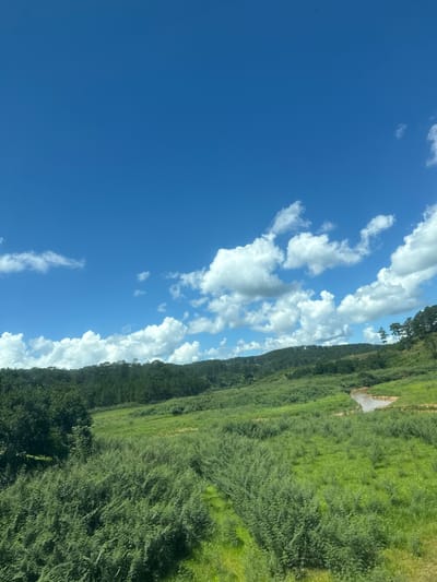 This is a landscape photograph taken on a bright, sunny day in Đa Bla, Vietnam. The image captures a wide expanse of rolling green hills covered in lush vegetation. In the foreground, a dense patch of green ferns dominates the scene. Moving towards the mid-ground, the terrain opens up into grassy fields, with a winding dirt path visible. Further back, a small, calm body of water, possibly a creek or a pond, reflects the sky. The background is characterized by a dense forest of evergreen trees covering the hills, with a clear blue sky dotted with fluffy white clouds above. The overall impression is one of natural beauty and tranquility.