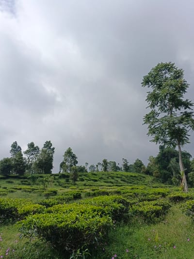 The image presents an extensive outdoor scene in Nanlao, China, primarily consisting of a tea plantation under an overcast sky. The foreground shows dense, verdant green tea bushes arranged in cultivated rows, with patches of taller green grass containing small purple wildflowers on the extreme left and right. The terrain gently slopes upward from the viewer, covered by additional terraced or contoured rows of tea plants extending into the midground. A solitary, tall, slender tree with a full, green leafy canopy stands prominently on the right side of the frame, its trunk light-colored and extending into the upper portion of the sky. In the middle and distant background, numerous other trees of varying heights are scattered across the landscape, some appearing within the plantation, others forming a more dense line along the horizon. The sky above is uniformly light grey, indicating significant cloud cover. No human subjects, structures, or observable actions are present within the frame.