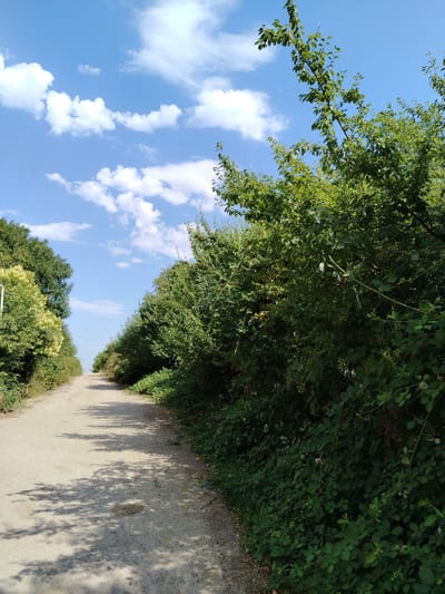 The image depicts a dirt road in Galaalti, Azerbaijan, bordered by dense foliage. The sky above is a clear blue with scattered white clouds. The road appears to be unpaved, with tire tracks visible in places and dappled sunlight casting shadows from overhead trees. On either side of the road, lush green bushes and trees create a natural tunnel effect. To the left, some of the foliage has a yellowish tint. The overall scene suggests a rural or semi-rural setting within Galaalti. There are no people or animals visible in the image.