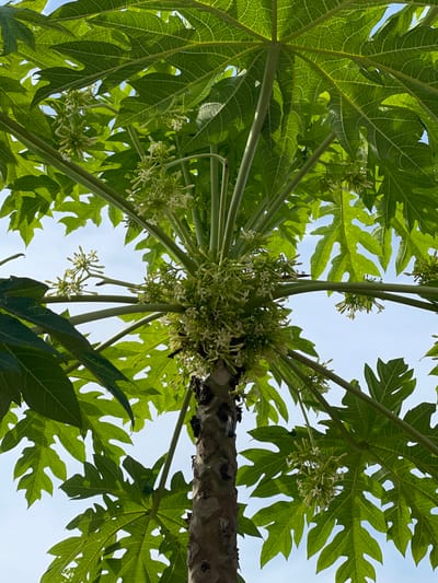 This image presents a low-angle, upward-looking view of the upper trunk, foliage, and flowers of a papaya tree (Carica papaya) located in Mns Asan, Indonesia. The central, vertically oriented trunk appears brown and textured. Large, palmate, bright green leaves with distinct venation extend outwards and upwards from the crown of the trunk, occupying most of the frame. Numerous clusters of small, pale greenish-white flowers or nascent fruits are densely packed at the junction of the leaves and the trunk, as well as along some petioles. The background consists of a clear, bright blue sky visible through gaps in the dense foliage, indicating direct daylight conditions. No individuals or artificial objects are present.