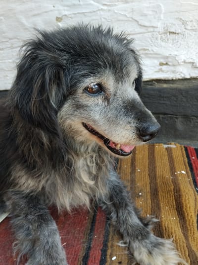 An elderly, grey and black long-haired dog is pictured sitting on a striped rug. The dog is facing to the right, with its mouth slightly open, revealing its pink tongue and teeth. Its fur is disheveled, and its eyes are a warm brown. The background consists of a textured white wall and a dark wooden surface. The rug is composed of vertical stripes in shades of brown, red, and black. Small white specks, possibly dust or debris, are scattered across the rug. The image appears to be taken outdoors.