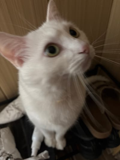 A white cat with green eyes sits on what appears to be a shelf or surface. The cat's fur is mostly white, with some light pink visible inside its ears. Its whiskers are long and prominent. In the background, there are some brown and black objects that could be shoes, as well as a wooden-like wall texture. The lighting is dim, creating shadows and highlighting the cat's face. The overall scene is a close-up shot of the cat.