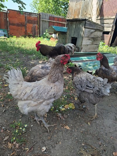 In Gorkovskiy, Russia, a rural scene unfolds with a flock of chickens gathered on dry, dusty ground. Several chickens, primarily hens, are visible. One large hen with grey and brown plumage stands prominently in the foreground, its back facing the camera. Another hen, also grey and brown, is positioned to its right, facing towards the viewer. A third hen, predominantly grey, is seen behind the first hen, with its head down. Further in the background, a black rooster with a red comb is perched atop what appears to be a makeshift chicken coop constructed from weathered wood. The coop has a rusted corrugated metal roof. Behind the chickens and coop, a section of a rusty orange metal gate and a portion of a corrugated metal fence are visible, suggesting a farm or backyard setting. The environment is characterized by dry, patchy grass, small white wildflowers, fallen leaves, and twigs scattered on the ground. The sky is clear and blue, indicating a daytime scene.