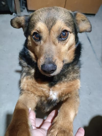 A medium-sized brown and black dog with amber eyes looks directly at the camera. The dog is standing on its hind legs, placing its front paws on a person's hand. The person's hand is in the foreground, partially visible. The background is a plain concrete floor, and the lighting is dim, suggesting an indoor environment. The city is Yerzhovo, Moldova.