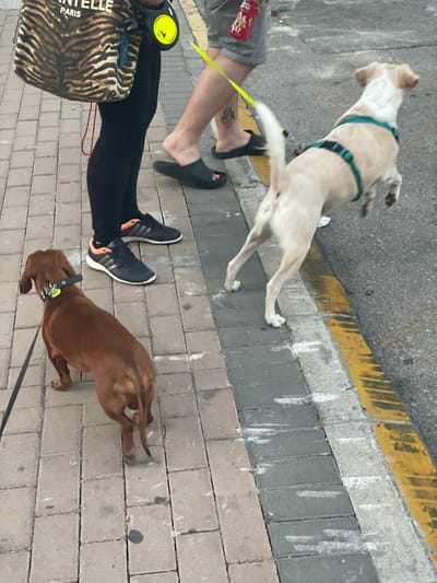 The image depicts a street scene in La Línea De La Concepción, Spain. Two individuals are walking their dogs. One person, wearing grey shorts and black sandals, is accompanied by a light-colored dog wearing a teal harness. The dog is on a yellow leash that extends towards the viewer. The second person, wearing black leggings and black and orange athletic shoes, is walking a brown dog on a black leash. This dog is wearing a black collar with a yellow tag. A large tote bag with a black and brown animal print pattern and text that reads "CHANTELLE PARIS" rests near the person in black leggings. The ground is paved with brick-like stones and concrete. A yellow line marking is visible on the concrete surface. The scene appears to be outdoors during the daytime, with no specific indication of the weather.