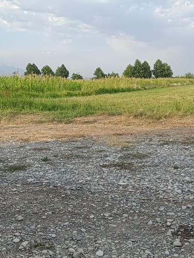 A landscape scene captured at dusk in Arimjan, Kyrgyzstan, shows a field of tall green crops, possibly corn, bordering a line of lush trees against a cloudy sky. The foreground is a gravelly path with scattered pebbles and a few sparse patches of dry grass. The overall impression is one of rural tranquility, with the fading light casting a soft glow over the natural environment. No people or text are visible in the image.