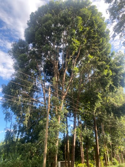 Tall trees dominate the scene, their trunks reaching upward and their leafy canopies meeting to create a dense ceiling. Utility poles are present, with wires stretching between them, cutting across the clear blue sky visible through gaps in the foliage. The sunlight filters through the branches, creating dappled light patterns on the lower vegetation and the forest floor.