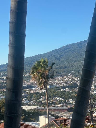 A scene framed by two palm tree trunks offers a partial view of a city nestled against a tree-covered mountain. A single palm tree is prominently centered, with its fronds swaying slightly. The city, densely populated with buildings, extends towards the mountain's base. Overhead power lines are visible amidst the urban landscape. The sky is a clear, bright blue, providing a sharp contrast to the darker tones of the trees and mountain.