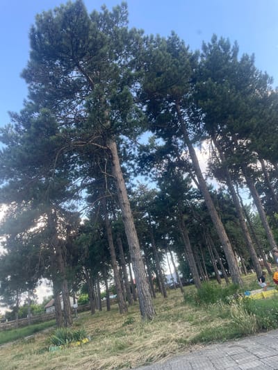 The image captures a sunny outdoor scene dominated by a dense stand of tall pine trees. The trees are oriented diagonally in the frame, with their trunks and branches creating a textured pattern against the clear blue sky. The ground beneath the trees is covered in dry grass and some patches of greenery. In the background, hints of buildings and a stone wall suggest a developed area. Towards the right side of the image, there are a few people, including children, interacting near a low yellow structure, possibly a play area. The overall impression is of a natural setting within or adjacent to a residential or park-like area. The location is identified as Zheglartsi, Bulgaria.