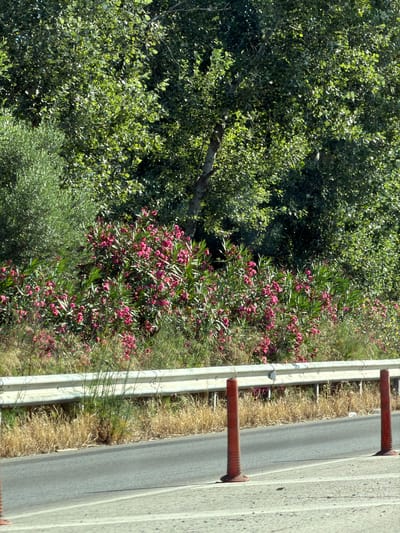 The image shows a roadside scene in the city of Areti, Greece. In the foreground, there is a paved road with white lane markings. Two orange traffic cones are placed on the shoulder of the road. A white metal guardrail runs along the edge of the road, separating it from a grassy area and vegetation. Behind the guardrail, there are bushes with pink flowers, tall green grass, and olive trees. The background consists of a dense forest of leafy green trees. The lighting suggests it is daytime with sunlight filtering through the trees, casting shadows. There are no people visible in the image.