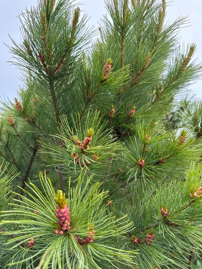 This is a close-up, full-frame photograph of a coniferous tree, likely a pine, in Anosovskii, Russia. The image focuses on several branches laden with long, green needles and clusters of developing pine cones. The cones are predominantly a vibrant pink and reddish-brown hue, with some showing a lighter green at their tips. The background is a soft, overcast sky, indicating a cloudy day. There are no people or animals visible in the image. The scene is static and natural, showcasing the intricate details of the tree's foliage and reproductive structures.