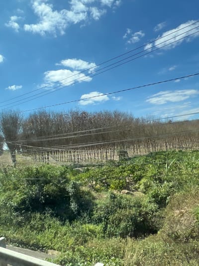 A sideways view shows a vibrant blue sky with scattered clouds and parallel power lines crossing the top left. To the right, a neat row of bare trees runs alongside a dense, green foliage-filled area. A lighter-colored barrier or guardrail appears at the bottom right, adding a sense of depth to the landscape. The scene evokes a sense of movement, as if captured from a moving vehicle.