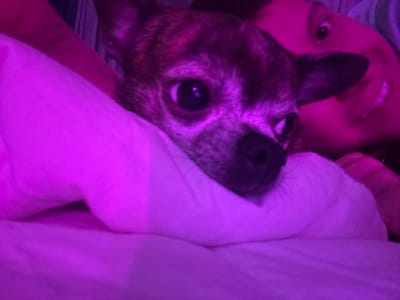 An extreme close-up, low-angle shot features a chihuahua resting its head on a white pillow in what appears to be a bedroom. The image is bathed in a vibrant pinkish-purple light, likely from an LED lamp, casting a surreal glow on the scene. The dog's fur exhibits shades of brown and black, with its dark eyes prominent. To the right of the dog, a person's face is visible, also illuminated by the pink light. The person's eye is open, and their mouth is slightly ajar, revealing teeth in a smile. The background is dark and indistinct. The specific location in the city of Tokaryovo, Russia, cannot be determined from the provided image.