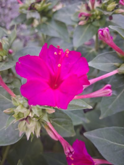A close-up, eye-level, vertical shot shows a vibrant pink four o'clock flower in full bloom. The flower is centered in the frame, with its petals unfurled and a hint of yellow pollen visible in its center. Several unopened flower buds, also pink, are scattered around the main bloom, some appearing as tightly closed buds while others are partially open. The background consists of lush green leaves, some of which are slightly out of focus, creating a shallow depth of field that emphasizes the flower. The lighting appears natural, suggesting an outdoor setting. The scene evokes a sense of natural beauty and the delicate details of a blossoming plant. The image provides no information about the city of Bulungur, Uzbekistan, or any people.