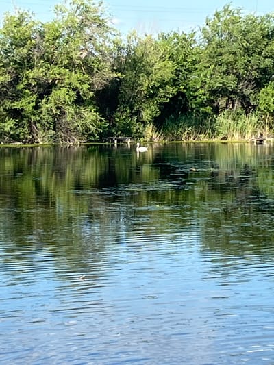 A tranquil natural scene unfolds in the city of Shyroke, Ukraine. Lush green trees densely populate the background, their branches reaching towards a clear blue sky. The foliage creates a vibrant green wall, with some taller reeds interspersed along the waterline. The water itself is calm and reflective, mirroring the surrounding greenery and the sky above. A few scattered patches of aquatic plants float on the surface, adding texture to the water. In the middle ground, a lone white swan glides gracefully across the water, its reflection shimmering below. A small wooden structure, possibly a pier or dock, is visible on the right side of the frame, partially submerged and reflecting in the water. The overall impression is one of serene natural beauty, undisturbed and peaceful.