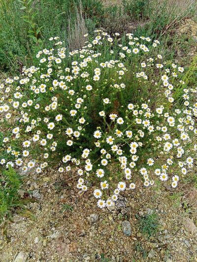 This is a top-down, eye-level shot of a dense cluster of white daisies with yellow centers, blooming profusely amongst green foliage and dry grass. The flowers are the primary subject, filling the center and extending towards the edges of the frame. The ground beneath the flowers is a mix of small pebbles, sand, and dry soil, with some larger rocks visible. The background consists of green, feathery plants and tall, dry stalks of grass, suggesting a natural, uncultivated environment. The lighting is natural, indicating an outdoor daytime setting, possibly in the city of Raygorodok, Kazakhstan, given the landscape's dry, steppe-like appearance. There are no people or animals visible in the image.