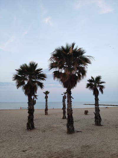 The image depicts a beach scene in El Campello, Spain, with several palm trees on the sand. The sky is a pale blue with some wispy clouds and a few distant birds. The sea is calm and stretches to the horizon, with a breakwater visible in the distance. The sandy beach has footprints and some debris scattered on it. In the middle ground, a person in a pink outfit is walking near the water's edge. There are several palm trees of varying heights, some with lush green fronds and others appearing more weathered. A small, brown, shaggy object, possibly a piece of furniture or debris, sits on the sand between two palm trees. In the far distance, there are what appear to be lounge chairs on the beach.