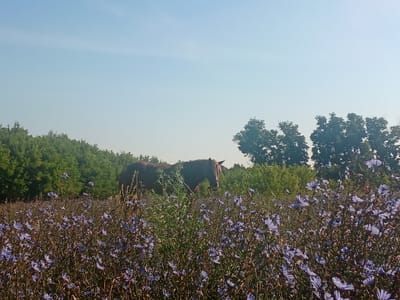 An outdoor, eye-level shot captures a brown horse grazing in a field of purple wildflowers. The horse, facing right, is partially obscured by the flowers. The background features a dense line of green trees under a clear, light blue sky. The overall lighting suggests it is daytime. The image does not contain any identifiable landmarks or clues that would indicate its specific location within the city of Druzhba, Russia.