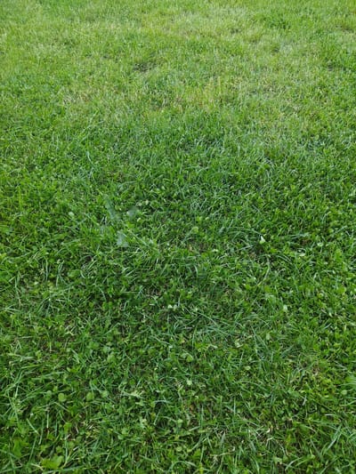 A close-up view of a green lawn, comprised of grass and clover, in Bukovo, Bulgaria. No people are visible. The grass and clover are dense, filling the entire frame. There is natural light.