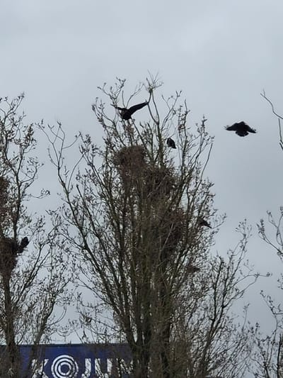 The image displays an outdoor scene in Foetz, Luxembourg, dominated by a cluster of tall deciduous trees under an overcast, light grey sky. The trees are largely bare of foliage, indicating late winter or early spring. Numerous large, bulky nests constructed from sticks are visible within the tree branches. Multiple dark-plumaged birds, consistent with crows or rooks, are present. One bird is perched on a branch in the upper-left, with wings partially extended. Another bird is captured mid-flight in the upper-right, with wings fully spread. Additional birds are discernible perched within the trees and their nests. In the lower background, behind the trees, a blue structure or sign is partially visible, featuring white lettering and a concentric circle logo; discernible text includes fragments such as "K/X", "O", and "JU".