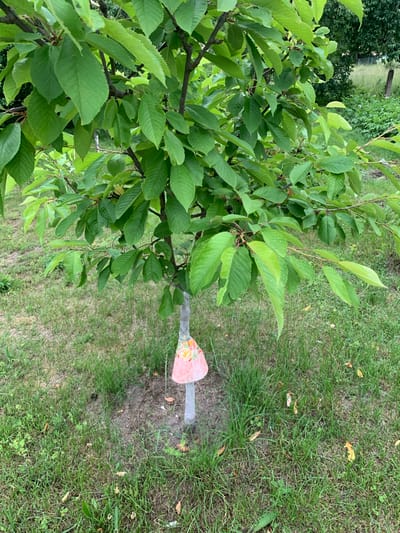 A young tree with green leaves is planted in a grassy area. A pink, cone-shaped object with a floral pattern is tied around the lower trunk of the tree. The ground around the tree is covered in grass, with some fallen leaves visible. In the background, more trees and greenery can be seen. The scene appears to be outdoors in a rural or suburban setting.