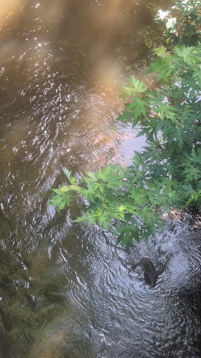 This media file depicts a close-up, overhead view of a body of flowing water, likely a stream or creek, near Pinneberg, Germany. Green leaves from an overhanging tree are visible along the left and upper edges of the frame, with some branches extending into the water. The water itself is a mix of clear and muddy sections, with reflections of the sky and foliage visible on its surface, creating a dappled effect.

A notable detail within the water is a dark-colored object that appears to be a submerged or partially submerged creature, possibly an amphibian like a frog, or a small reptile, with its head and body visible just below the surface. The water is rippling, indicating a gentle current.

The lighting suggests it is daytime, with sunlight filtering through the trees and creating bright highlights on the water. The overall mood is serene and natural. There is no visible text in the image.