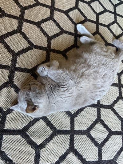 A light gray cat is resting on a rug with a geometric pattern of black hexagons and diamonds on a beige background. The cat is curled on its side, with its head tucked in and its paws resting on its body. Its eyes are closed, and it appears to be asleep. The rug is textured and woven, with the pattern creating a sense of depth. The image is taken from a high angle, looking down at the cat and the rug. There are no people visible in the image. The setting is indoors, likely in a residential or commercial space. There is no specific information provided about the location in the city of Volochysk, Ukraine.