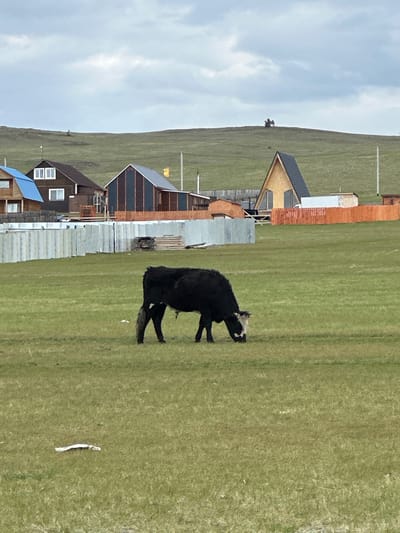 The image captures a landscape in the city of Khuzhir, Russia. A black and white cow stands on a grassy plain. The background features several buildings, appearing as houses or lodging, constructed on the slope of a hill. The sky is partially cloudy.
