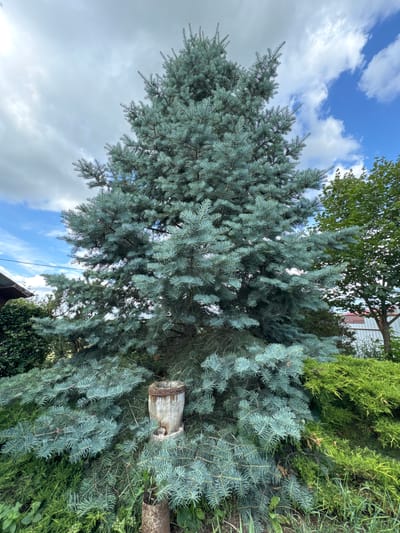 A large, mature blue spruce tree dominates the center of the frame, its blue-green needles creating a dense canopy. The tree is set in a garden environment. To the left of the spruce, a portion of a dark-colored structure, possibly a house or shed, is visible, along with lush green bushes. To the right of the spruce, a lighter green coniferous shrub grows. In the foreground, a weathered wooden post with a metal band sits near the base of the spruce, and another rusty metal pipe is partially visible in the lower right. The background features a fence and a building with a red roof. Above, the sky is a mix of blue with scattered white clouds. The location is identified as Gubarevo, Russia.