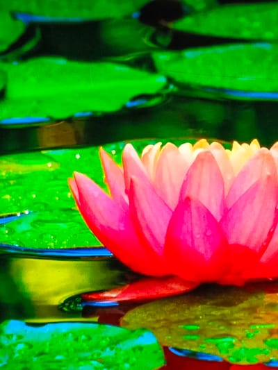 A vibrant, close-up shot features a partially opened water lily with layered petals transitioning from white/yellow at the tips to a vibrant red at the base. The flower rests on the water's surface, surrounded by bright green lily pads. The water reflects the surrounding colors, creating an abstract effect. The composition is dominated by greens, pinks, and yellows with subtle hints of blue.
