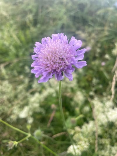 A close-up, horizontal shot features a single, delicate purple flower in the foreground, slightly off-center to the left. The flower has a dense, spherical head composed of numerous small, fringed petals, radiating outwards. The petals are a soft lavender hue, transitioning to a lighter shade at their tips. A thin, green stem supports the bloom, extending slightly to the right before disappearing out of frame. The background is a soft, out-of-focus blur of green foliage and white, airy clusters of smaller flowers or seed heads, suggesting a natural, outdoor setting like a meadow or field. The lighting appears to be natural and diffused, possibly indicating daytime with overcast skies or the soft light of early morning or late afternoon. The overall mood is serene and natural, highlighting the simple beauty of the wildflower. No people, text, or specific time of day or weather conditions are discernible beyond the general impression of natural light. The location context provided is Валки, Russia.