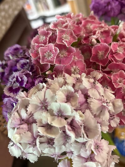 This media file is a close-up photograph of a bouquet of flowers, predominantly featuring Dianthus barbatus, commonly known as sweet William. The flowers are densely clustered and display a variety of colors, including shades of pink, white, and purple. Some flowers are a vibrant pink with white-edged petals, while others are a softer, almost pastel pink and white, with some exhibiting deeper purple hues at their centers. The petals are delicate and fringed, giving the flowers a slightly ruffled appearance. The background is blurred, suggesting a shallow depth of field, but hints of a darker, possibly wooden surface are visible below the flowers, and a faint, out-of-focus blur of what appears to be blue and yellow in the upper right corner. The lighting suggests it is likely indoors, possibly in natural light. No people, text, or specific location cues are visible within the frame of the photograph itself, other than the general context provided. The focus is entirely on the intricate details and textures of the blooming flowers.
