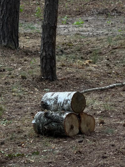 The image depicts a forest floor in Ракітніцкі сельскі Савет, Belarus, with three logs of wood resting on the ground. Two of the logs are positioned in the foreground, one on top of the other, forming a pyramid. The top log is a lighter color with visible bark texture and some white markings, likely a birch log. The bottom logs appear darker and more rugged. Behind these logs, a long, thin branch or log extends horizontally across the ground. In the background, two tree trunks are visible, with their bark textured and dark. The ground is covered in dry leaves, pine needles, and sparse green vegetation, indicative of a woodland environment. The lighting suggests an overcast day or a shaded area within the forest.