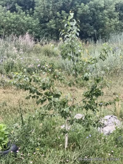 The image is a landscape photograph taken in the city of Первомайский сельский округ, Kazakhstan. In the foreground, a young tree with green leaves stands in a grassy area dotted with small pink and blue wildflowers. To the left of the tree, a portion of a green leafy plant is visible, along with a black circular object, possibly a tire or a hose reel. In the middle ground, dry, yellowed grass and taller green vegetation are present. In the background, a dense wall of green trees forms the backdrop. Two large, light-colored rocks are situated in the grassy area behind the young tree. The image is dated "30 июня 2026 г. в 05:24".