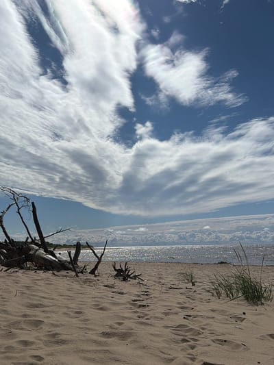 A serene beach scene unfolds under a vast blue sky filled with dramatic, wispy white clouds. In the foreground, a sandy beach is strewn with driftwood, some of it appearing weathered and skeletal. To the right, tufts of green grass sprout from the sand. The middle ground is dominated by the shimmering surface of a body of water, likely the sea, its surface reflecting the bright sunlight. The horizon line is blurred by a line of cumulus clouds. The scene suggests a tranquil day at the coast in the Gauja National Park, Latvia, a protected area known for its natural beauty and diverse landscapes, including extensive sandy beaches along the Baltic Sea.