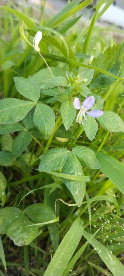 A close-up, vertical shot captures a small, delicate purple flower amidst lush green foliage. The flower, with its thin, wispy petals and prominent white stamen, is the focal point, slightly off-center to the right. The surrounding leaves are a vibrant green, with some showing a lighter, almost speckled pattern. Grass blades and other green plant life fill the background, creating a natural and somewhat wild environment. There are no people or man-made objects visible in the frame. The lighting appears to be natural, suggesting an outdoor setting, possibly a garden or a natural area. This scene was photographed in Duman, Indonesia.