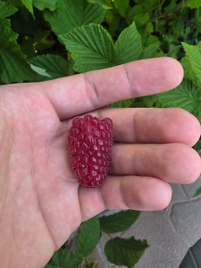 A close-up, top-down shot displays a human hand holding a single, ripe raspberry. The hand, with visible skin texture and creases, is open and cradles the berry. The raspberry is a deep red, composed of numerous drupelets, and has a few fine hairs. The background consists of lush, green leaves, suggesting an outdoor, garden-like setting. Hints of a paved surface are visible in the lower right corner. The overall scene is brightly lit, likely by natural daylight. This image was captured in Bolshiye Kharlushi, Russia.