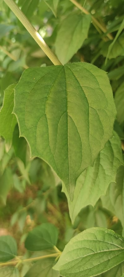 This media file is a close-up, vertical, full-color photograph of a vibrant green leaf, likely taken during daylight hours under clear or partly cloudy weather conditions. The leaf is the primary subject, filling a significant portion of the frame. Its surface is textured with prominent veins running from the base to the edges, and the leaf's margin is distinctly serrated, giving it a slightly jagged appearance. The leaf's color is a rich, healthy green, suggesting it is a mature leaf on a living plant.
Behind the main leaf, other leaves and a stem are visible, but they are out of focus, creating a shallow depth of field. These background elements are also green, blending into a soft, slightly blurred backdrop of foliage. The stem appears to be ribbed and light green or yellowish-green. The overall setting is natural, likely a garden, park, or woodland area, consistent with the location context of Liebenburg, Germany.
There are no people or specific objects other than the plant elements. The photograph does not depict any particular activity or event; it is a still, botanical study focused on the detail of a single leaf. The lighting suggests it could be morning or afternoon, with the sunlight creating gentle highlights on the stem and the leaf's surface. No text is visible in the image. The overall mood is peaceful and natural, emphasizing the beauty of the plant's form and texture.