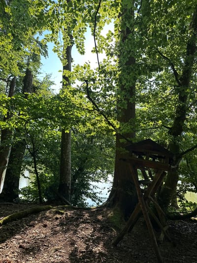 The image depicts a forested area near a body of water, possibly a lake or river, with dappled sunlight filtering through the dense green foliage. In the foreground, the ground is covered with fallen leaves, twigs, and moss. A rustic wooden hunting blind, a raised platform with a roof, stands prominently on the right side of the frame, supported by four angled wooden legs. The blind appears to be constructed from rough-hewn timber. Behind the blind and to the left, large tree trunks with mossy bark are visible. In the background, the water's surface is visible, reflecting the light and the surrounding trees. The sky is mostly obscured by the tree canopy, but patches of bright blue sky are visible through the leaves. The scene conveys a sense of natural tranquility. Based on the provided location, the image is of a natural area in Au in der Hallertau, Germany. No people are visible in the image.