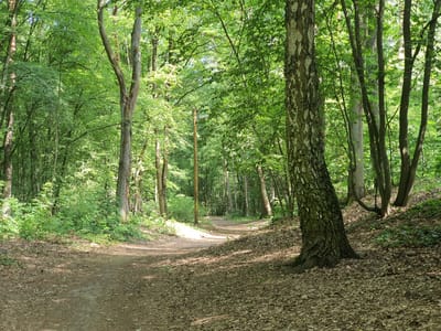 This is a photograph of a forest path in the city of Falkensee, Germany, specifically in the wooded area between the street "Am Heideplan" and the "Falkenhagener See". The path is unpaved and covered with fallen leaves and dirt. It curves gently to the right and disappears into the dense green foliage of the surrounding trees. Sunlight filters through the leaves, creating dappled shadows on the ground. There is a wooden pole standing on the left side of the path, and the trees are a mix of deciduous species, with lush green leaves. The overall impression is one of a natural, tranquil woodland setting.