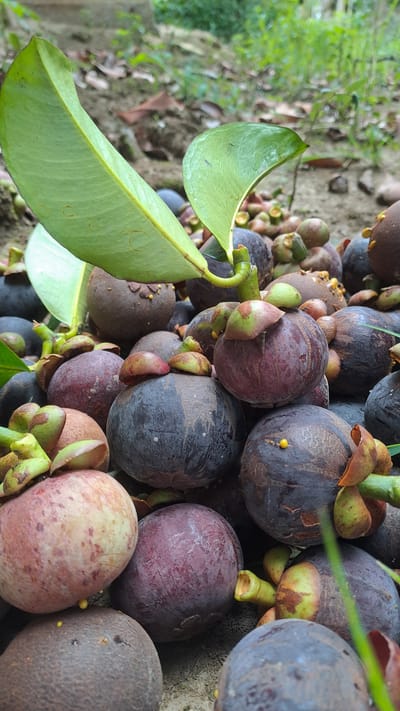 A close-up, ground-level shot captures a pile of ripe mangosteens scattered on the dirt ground in Meunasahmeucap, Indonesia. Two large, vibrant green leaves arch over the fruits from the upper left corner, providing a natural frame. The mangosteens are a mix of deep purple and reddish-purple, with some showing lighter pinkish hues. Many have their characteristic green calyces attached. The background is blurred, showing more of the textured dirt, fallen leaves, and hints of green foliage, suggesting an outdoor setting, likely near a tree or garden. There are no people or animals visible in the image.