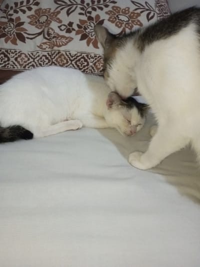 Two white cats are on a bed with a patterned pillow. One cat, mostly white with a dark tail and some dark markings on its head, is lying down with its eyes closed. The other cat, a mix of white and gray, is standing and nuzzling the lying cat's head. The bed has a plain white sheet. The scene suggests affection and companionship between the two cats.