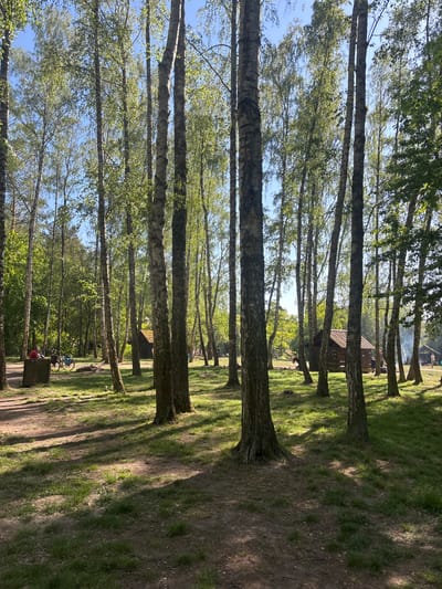 The image captures a forest scene in Chojnów, Poland. Tall, thin trees with light-colored bark are aligned in rows, casting long shadows on the ground, which alternates between patches of grass and dirt. The foliage is dense with light-green leaves. In the background, there is a small wooden structure, possibly a cabin or shelter. Further in the background, there's smoke suggesting a fire or grilling activity. Near the lower left corner of the image, there are hints of a picnic area with a table or seating. The sky is visible through the canopy and it appears to be a clear day.