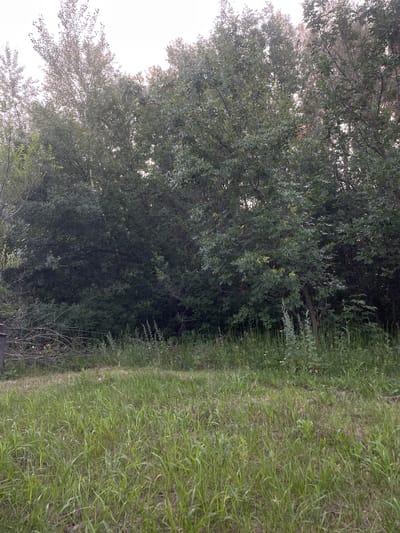 The image depicts a dense thicket of green trees and foliage. The foreground is dominated by tall, lush green grass. In the background, the trees are densely packed, with visible branches and leaves. The lighting suggests it might be late afternoon or early evening, with the sky appearing bright and overcast. There are no visible people, animals, or man-made structures in the frame. This scene could be a natural wooded area, such as a forest edge or a park within the city of Dimitrovskii, Russia.